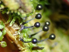 Lamproderma columbinum