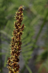 Machaerina teretifolia