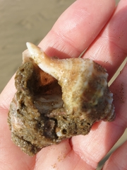 Austrofusus glans