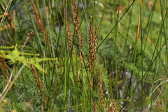 Machaerina teretifolia