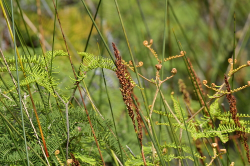 Image of Machaerina teretifolia by (c) Christopher Stephens, some rights reserved (CC BY-SA)