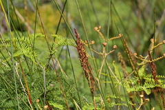 Machaerina teretifolia