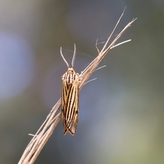 Spiris striata