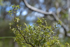 Leucopogon fasciculatus