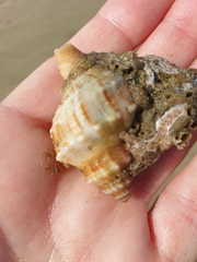 Austrofusus glans
