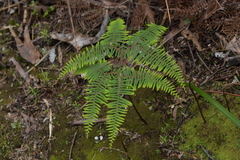 Gleichenia