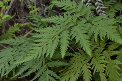 Loxsoma cunninghamii