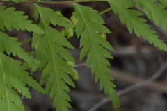 Loxsoma cunninghamii