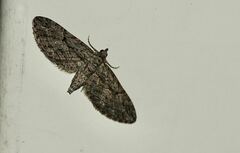 Eupithecia oxycedrata