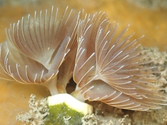 Serpulidae