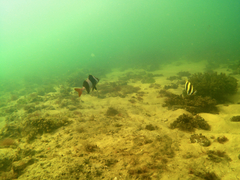 Pseudogoniistius nigripes