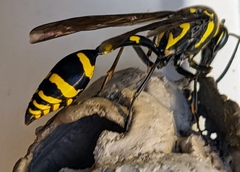 Phimenes flavopictus formosanus