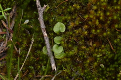 Pterostylis trullifolia