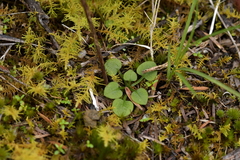 Pterostylis trullifolia