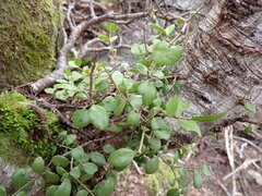 Peraxilla tetrapetala