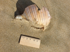 Tonna tankervillii