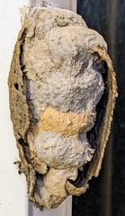 Phimenes flavopictus formosanus