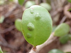 Peraxilla tetrapetala