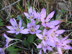 Colchicum cupanii