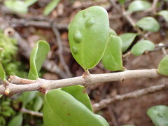 Peraxilla tetrapetala