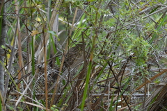 Poodytes punctatus vealeae