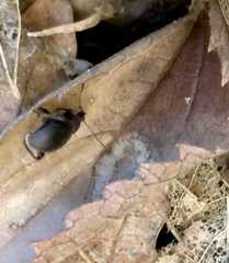 Otiorhynchus meridionalis