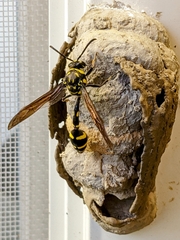 Phimenes flavopictus formosanus