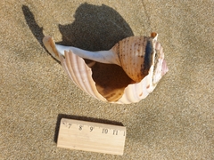 Tonna tankervillii