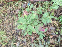 Chenopodium betaceum