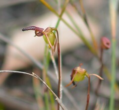 Caleana nigrita