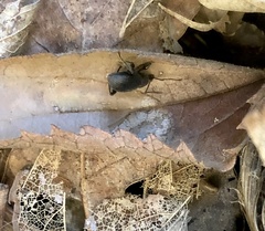 Otiorhynchus meridionalis