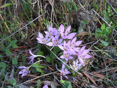 Colchicum cupanii