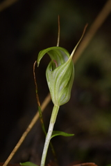 Pterostylis alobula
