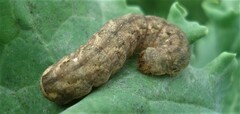 Mamestra brassicae