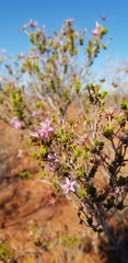 Calytrix carinata