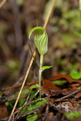 Pterostylis alobula