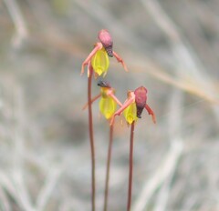 Caleana nigrita