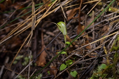 Pterostylis alobula