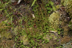 Acianthus sinclairii