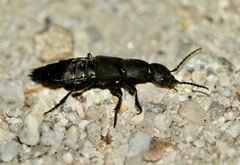 Ocypus olens
