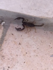 Euscorpius