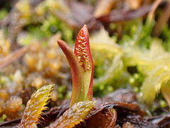 Drosera arcturi