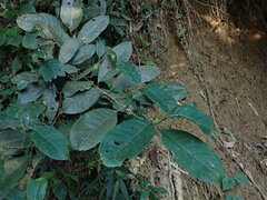 Turpinia formosana
