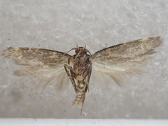 Cosmopterigidae