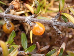 Coprosma cheesemanii