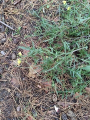 Brassiceae