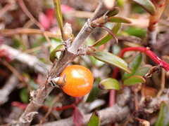 Coprosma cheesemanii
