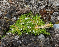 Cherleria biflora
