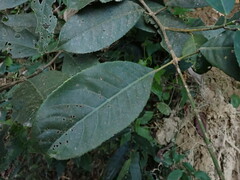 Turpinia formosana