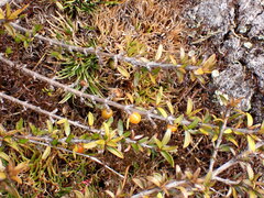 Coprosma cheesemanii